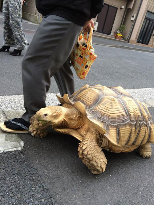 man-walking-pet-tortoise