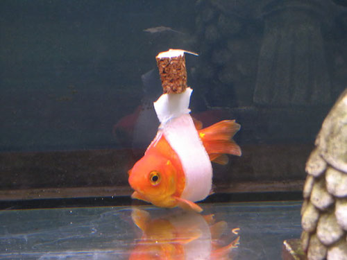 goldfishcork