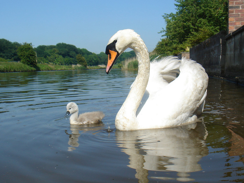 swan-with-sygnet