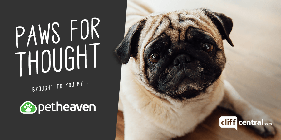 Paws for Thought - brought to you by Pet Heaven