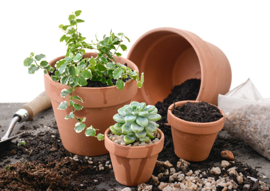 container gardening